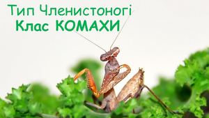Комахи