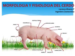 TEMA 2: Morfologia Y Fisiologia Del Cerdo