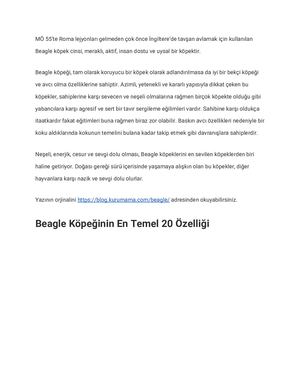 Beagle Cinsi Köpek Bakımı, Kişiliği Ve 20 İlginç Özelliği