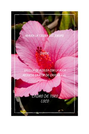 Arauca La Tierra Del Joropo, Donde La Vavilla Se Asolea Con La Boca Abierta, La Flor De Cayena Y El Chimo De Toro Loco