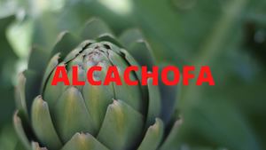 Cultivo de la Alcachofa en Valencia