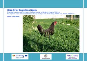 Gallina Castellana Negra Rbmi