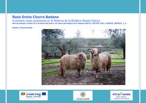 Oveja Churra Badana Rbmi