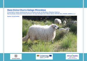 Oveja Churra Galega Mirandesa Rbmi