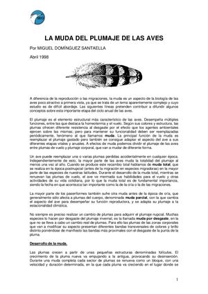 La Muda Del Plumaje De Las Aves