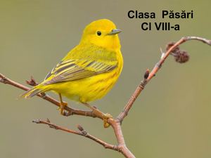 Clasa Păsări Cl Viii