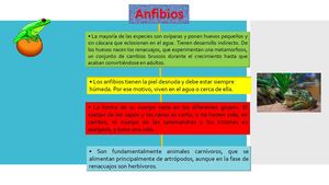 ANFIBIOS