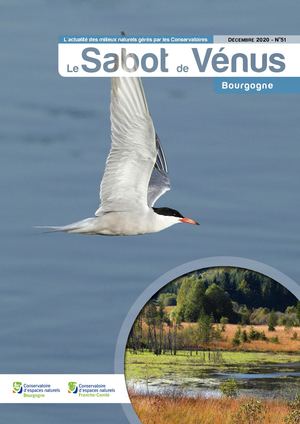 Sabot de Vénus 51 en Bourgogne