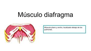 Diafragma
