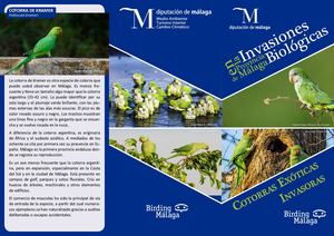 Invasiones biológicas en la provincia de Málaga. Cotorras Exóticas Invasoras