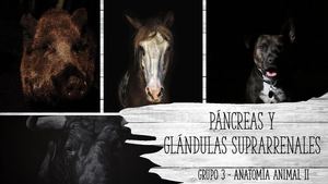 Grupo 3 Páncreas Y Suprarrenales