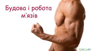 Будова м`язів