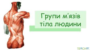 Групи м`язів