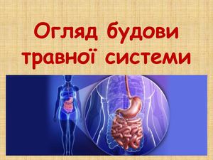 Органи травної системи.