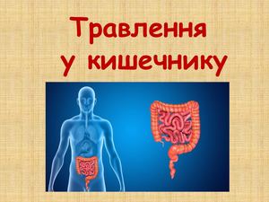 травлення у кишечнику.