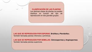 Las Plantas Clasificación