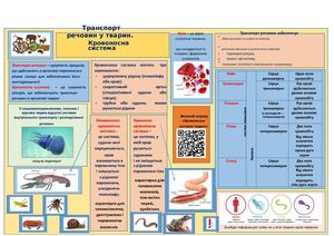 Транспорт речовин Кровоносна система