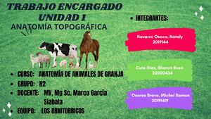 ANATOMÍA TOPOGRÁFICA