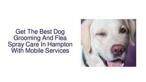 Get The Best Dog Grooming And Flea Spray Care In Hampton With Mobile Services