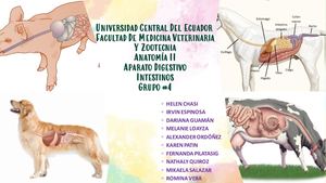 Grupo4_Intestinos