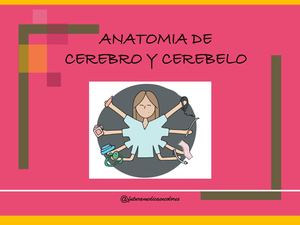07 Cerebro Y Cerebelo