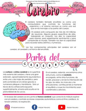 Cerebro Informacion General Harper Navarro 1 Downloable