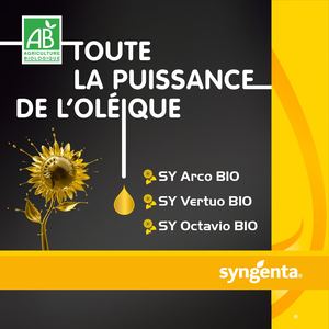 Tournesol bio : toute la puissance oléique