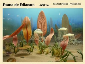 Fauna de Ediacara