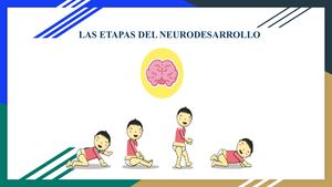 Etapas Del Neurodesarrollo