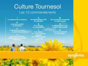Culture tournesol : les 10 commandements