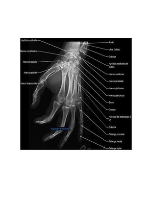 Anatomia Radiologica