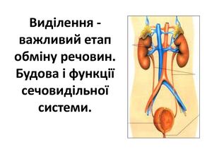 Будова нирок