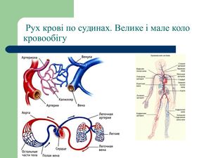 Calaméo - Рух крові по судинах. Велике і мале коло кровообігу