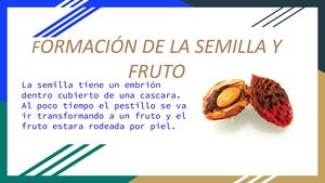 Formacion De La Semilla