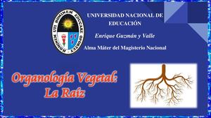 TRABAJO GRUPAL - LA RAIZ