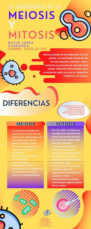 Actividad #4 Importancia De La Meiosis Y Mitosis