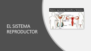 Sistema Reproductor Masculino