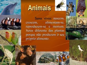 Classificação de Animais:  Vertebrados e Invertebrados