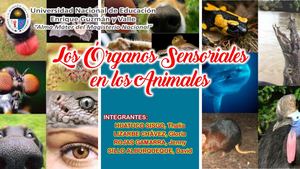 Los Sistemas Sensoriales Grupal