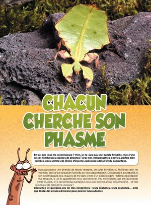 Dossier : INSECTES (LES)_LES PHASMES