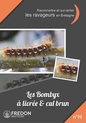 14- Les Bombyx à Livrée & Cul Brun