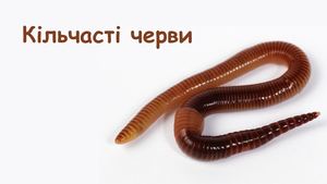 Кільчасті черві