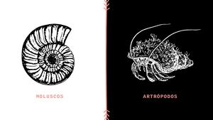 Moluscos y Artrópodos
