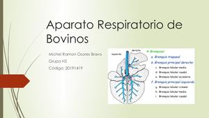 Aparato Respiratorio De Bovinos