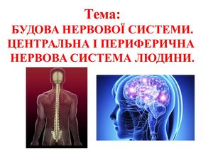 Нервова система