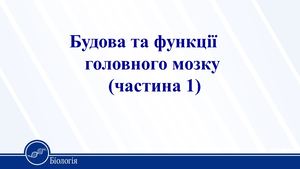 Головний мозок.