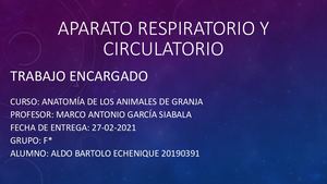 Maqueta Sistema Respiratorio Y Circulatorio De Vacuno