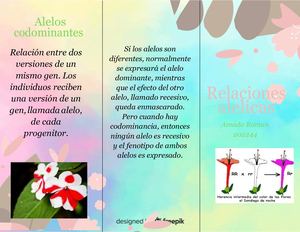 Alelos Codominantes Amada Roman Convertido Fusionado