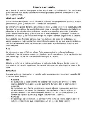 Estructura Del Cabello