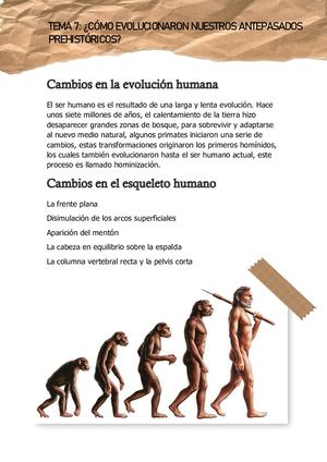Cambios En La Evolución Humana